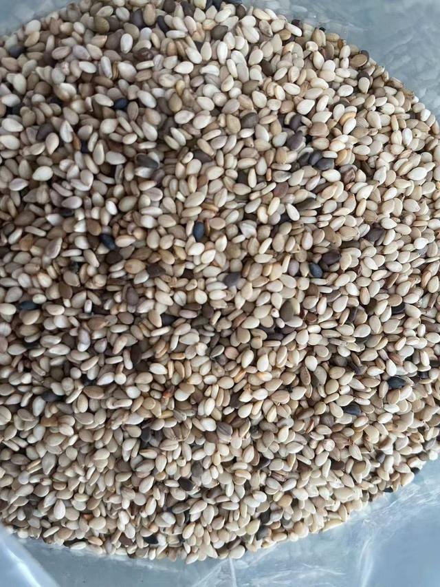 280吨非洲芝麻首次海外直采进入成都麻将胡了试玩丰富国际进出口贸易品类