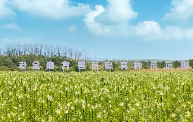 节逆势增长老金磨方做对了什么？麻将胡了网址深耕芝麻产业年货(图2)