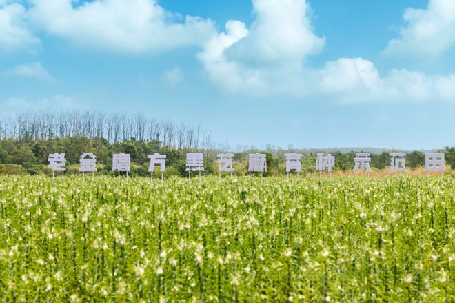 突围路径：锚定芝麻专家定位深化全产业链麻将胡了2试玩网站百年老字号老金磨方的(图9)