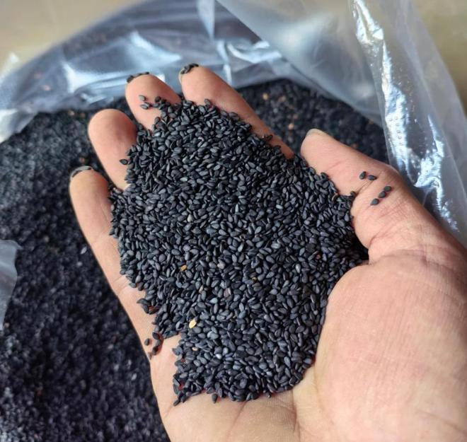 美味！黑芝麻营养、功效及食谱指南麻将胡了“黑” 出健康“香” 出